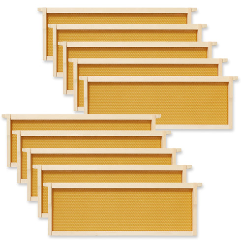 10 Assembled Beehive Frames - Foundations for Beekeeping - 6-1/4-in